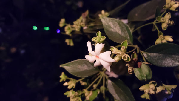 Jasmine
