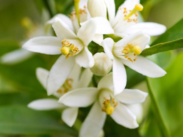 Orange Blossom